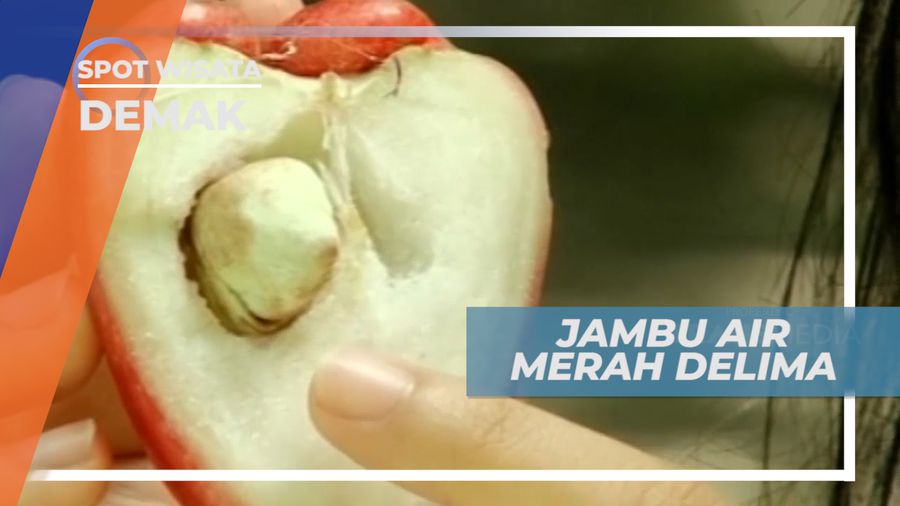 Jambu Air Merah Delima yang Menjadi Unggulan Demak