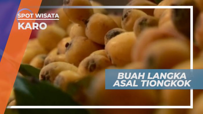 Buah Biwa, Langka dan Masih Banyak Peminatnya, Karo