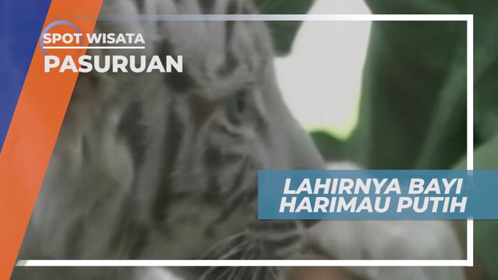 Harimau Putih Menggemaskan di Taman Safari Prigen, Pasuruan