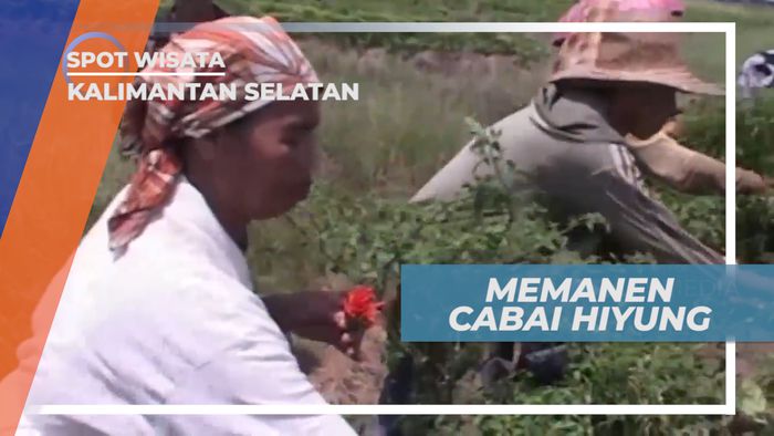 Cabai Hiyung, Terpedas di Indonesia dan Tumbuh Subur di Kalimantan Selatan