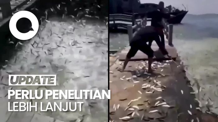 Fenomena Penampakan Ikan Melompat ke Darat di Pulau Seribu