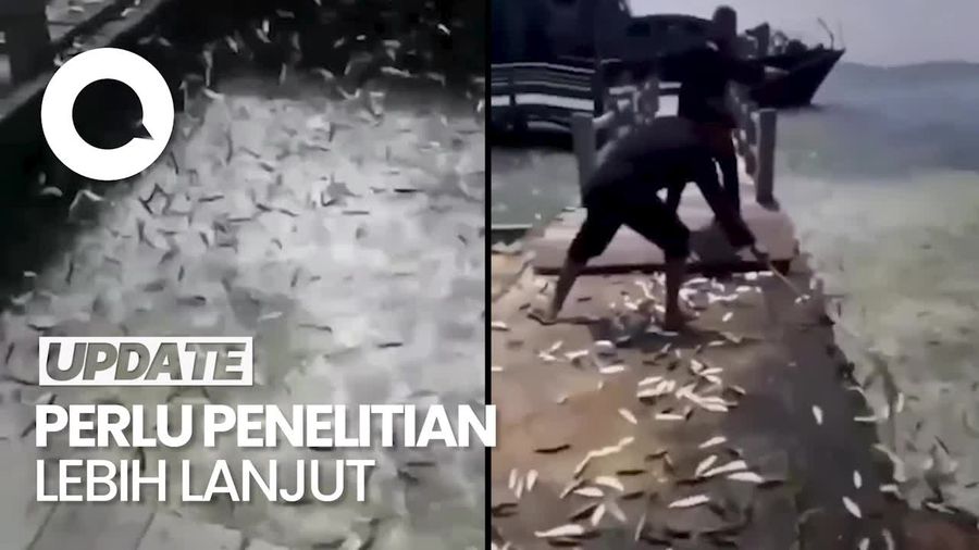 Fenomena Penampakan Ikan Melompat ke Darat di Pulau Seribu