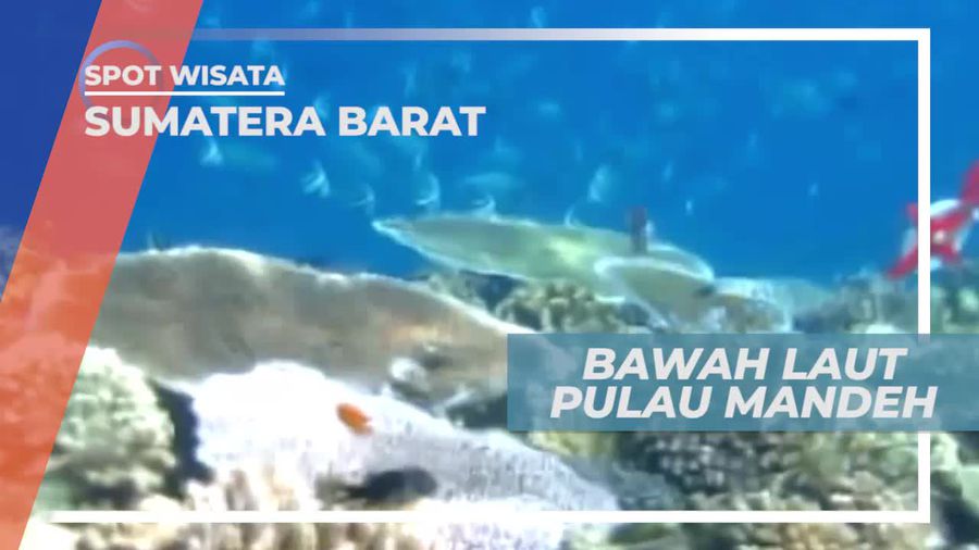 Menikmati Keindahan Bawah Laut Pulau Mandeh Sumatera Barat