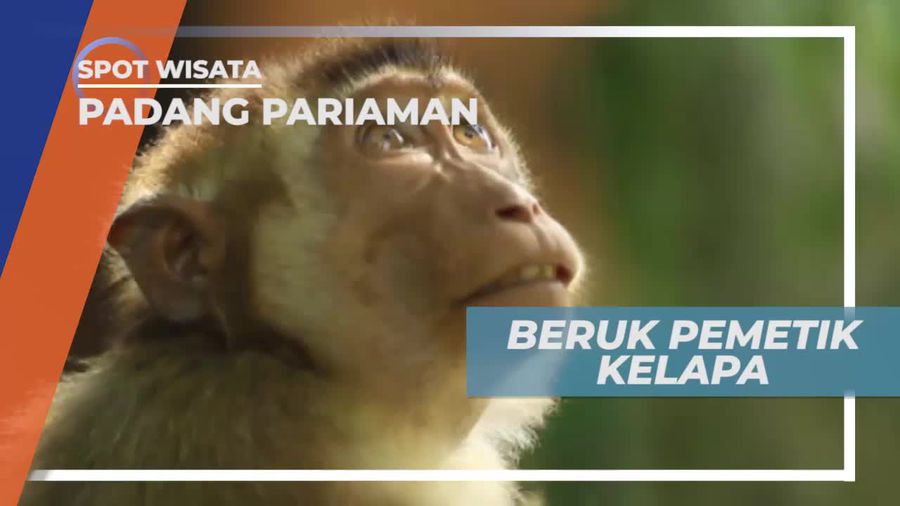 Beruk Pemetik Kelapa, Rekan Kerja Masyarakat Padang Pariaman, Sumatera Barat