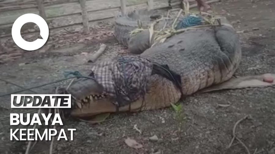 Tegang! Detik-detik Warga Tangkap Buaya Besar di Kupang