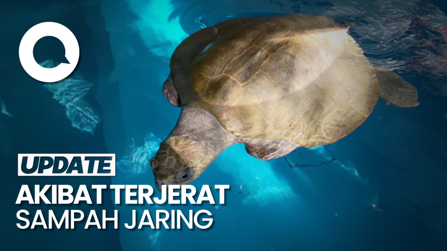 Kenalan dengan Frisbee dan Maw, Penyu Buntung dari Maladewa
