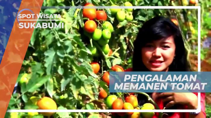 Pengalaman Seru Memanen Tomat di Sukabumi