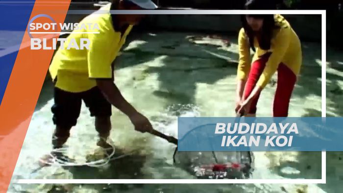 Budidaya Ikan Koi Blitar yang Terkenal dengan Kualitasnya yang Baik