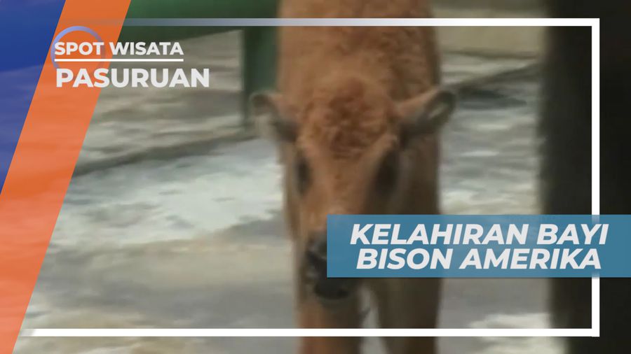 Koleksi Bison Amerika di Kebun Binatang Prigen Bertambah, Pasuruan