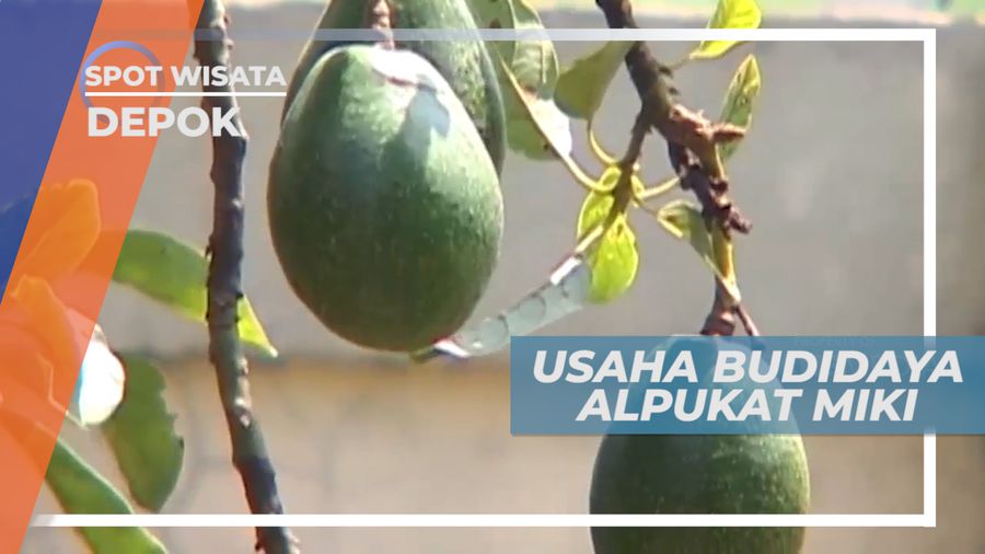 Tidak Dikerumuni Hama Ulat, Keunggulan Budidaya Alpukat Miki, Depok