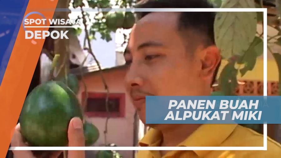 Senangnya Panen Buah Alpukat Miki Langsung di Kebunnya, Depok