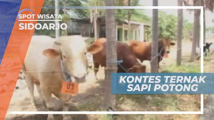 Ramai Riuh Kontes Ternak Sapi Potong, Sidoarjo