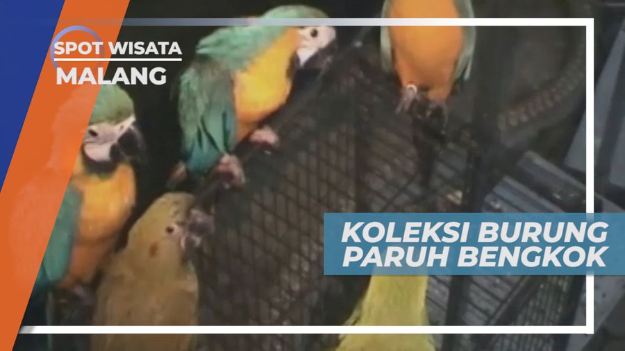 Mengintip Beragam Koleksi Burung Paruh Bengkok, Malang
