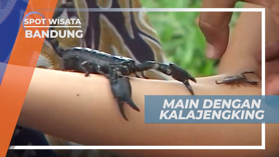 Kalajengking, Bermain Dengan Si Mungil yang Bersahabat, Bandung