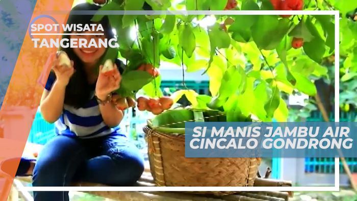 Jambu Air Cincalo, Si Manis dari Cipondoh yang Renyah dan Tanpa Biji, Tangerang
