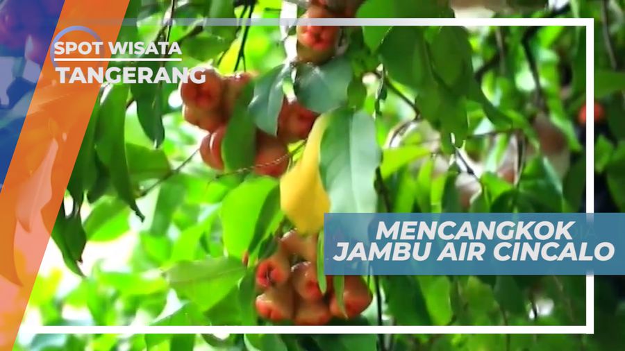Cara Membudidayakan Jambu Air Cincalo, Tangerang