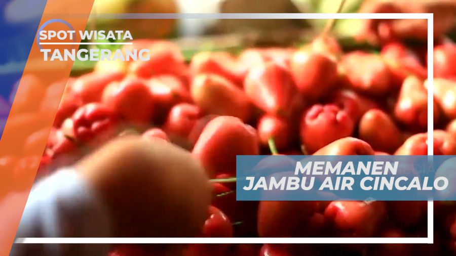 Panen Jambu Air Cincalo yang Ranum, Tangerang