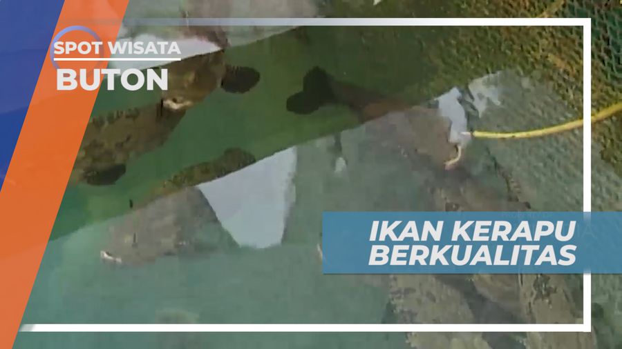Membedakan Ikan Kerapu yang Berkualitas,buton