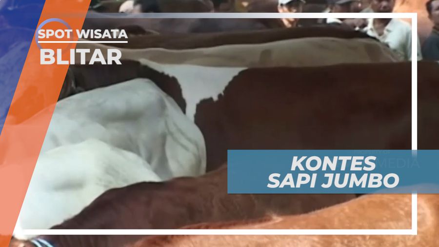 Sapi Jumbo yang Menjadi Favorit Para Peternak Sapi, Blitar