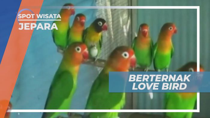 Ternak Love Bird, Burung Cantik dengan Suara Unik, Jepara