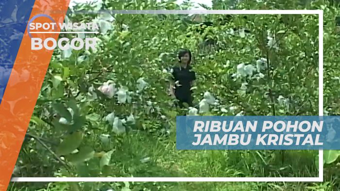Mengenal Jambu Kristal yang sedang Banyak Digemari Masyarakat Indonesia, Bogor