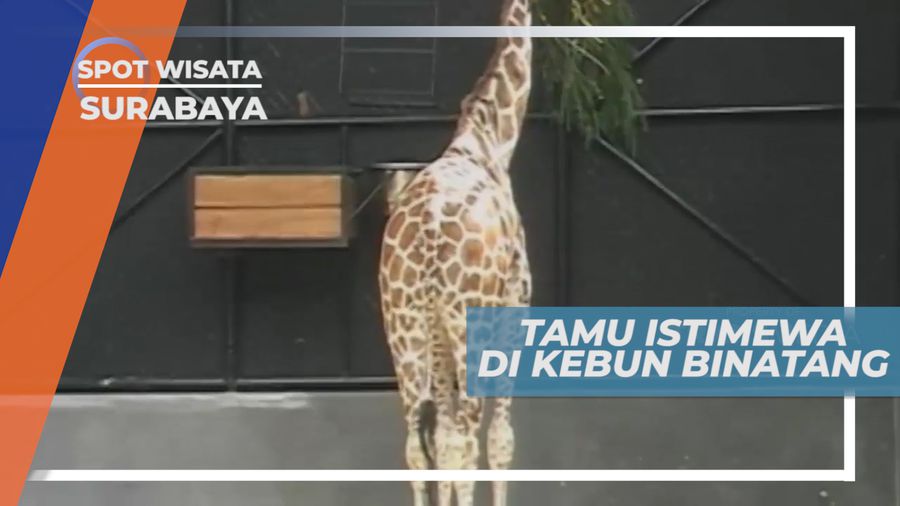 Jerapah dan Zebra Penghuni Kebun Binatang Surabaya
