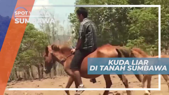 Kuda Liar Tanah Sumbawa, Membantu Perekonomian Warga