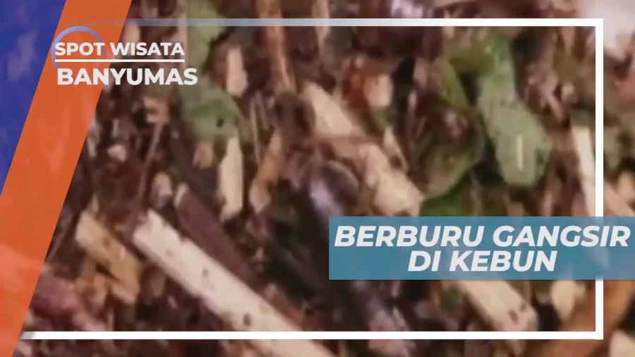 Berburu Gangsir, Sejenis Jangkrik Besar yang Hidup di Tanah, Banyumas