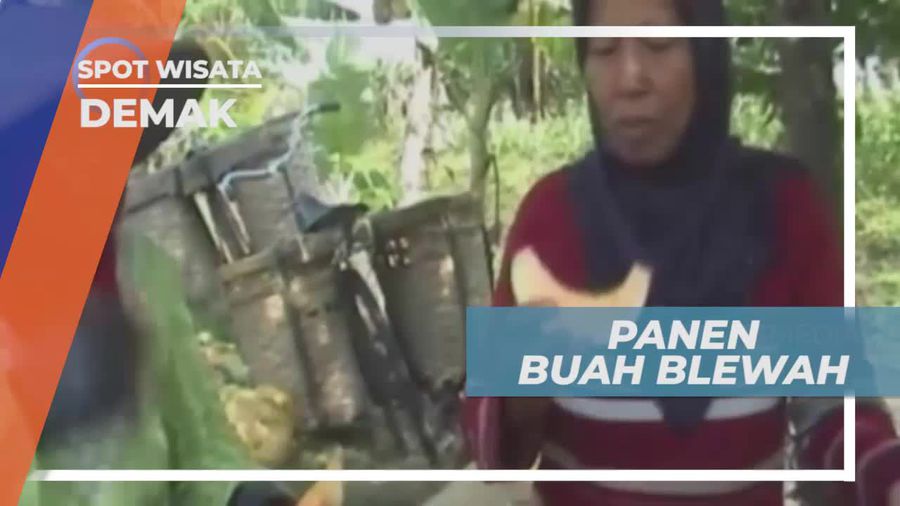 Panen Buah Blewah di Kota Demak Jawa Tengah