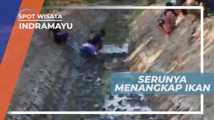 Keseruan Menangkap Ikan di Sungai Indramayu Jawa Barat