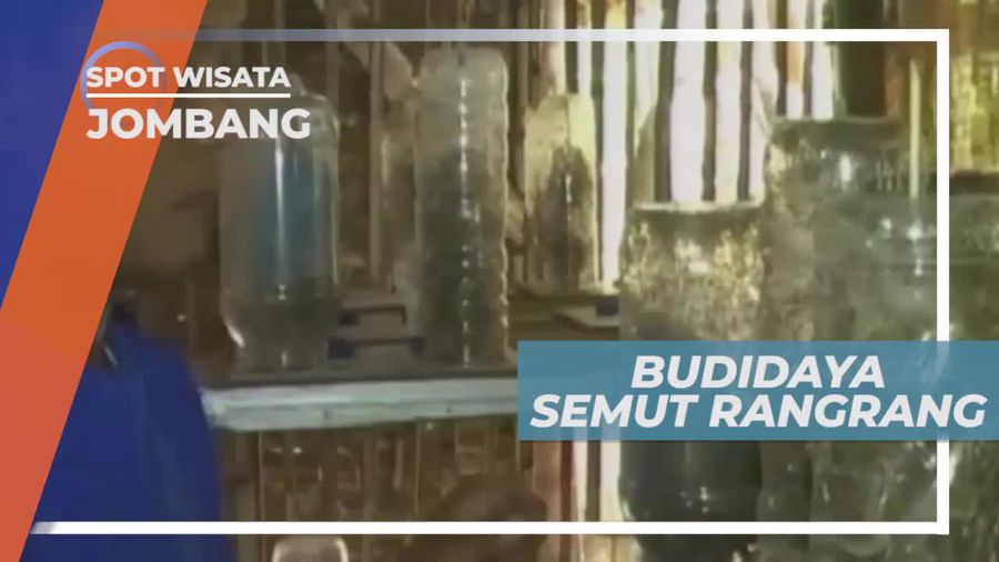 Budidaya Semut Rangrang di Kota Jombang