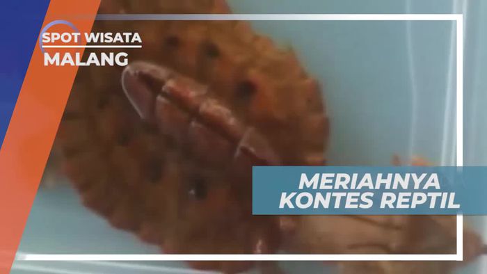 Meriahnya Kontes Reptil di Kota Malang