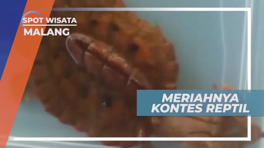 Meriahnya Kontes Reptil di Kota Malang