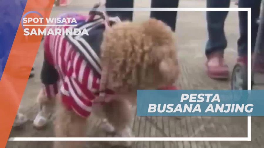 Cantik, Lucu, dan Unik, Pesta Busana Anjing di Samarinda