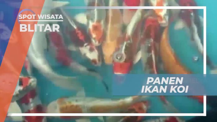 Mencapai 500 Ekor, Panen Ikan Koi di Kota Blitar