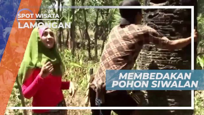 Mengenal Cara Membedakan Jenis Pohon Siwalan, Lamongan