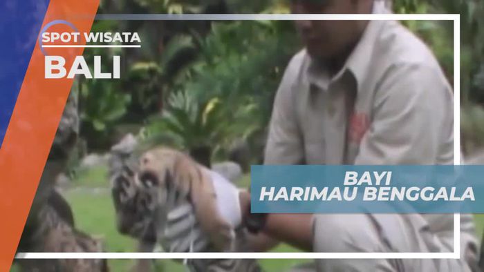 Lucu dan Menggemaskan, Bayi Harimau Benggala Bali