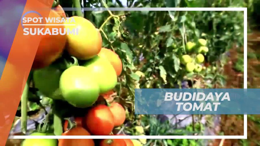 Budidaya Tomat, Sayur Dengan Berbagai Manfaat, Sukabumi