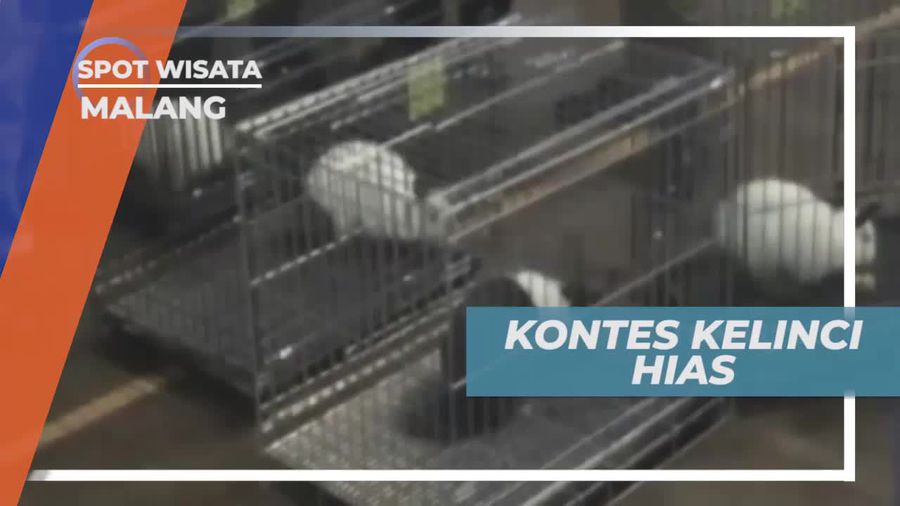 Kontes Kelinci Hias dan Pedaging di Kota Malang Jawa Timur