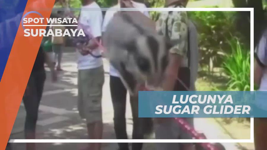 Adu Cepat Lomba Lari Sugar Glider, Surabaya