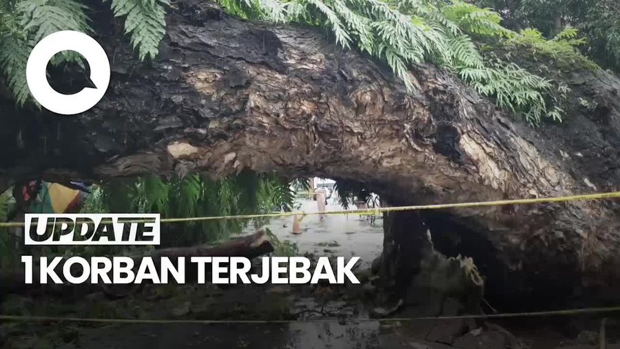 Penampakan Pohon Tumbang Timpa 5 Warga di Makassar