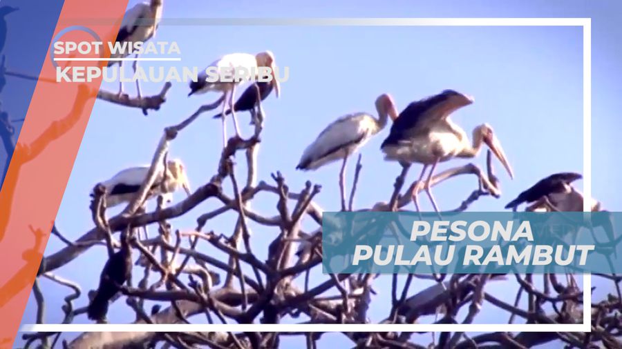 Mengunjungi Surga Aneka Burung di Teluk Jakarta, Kepulauan Seribu