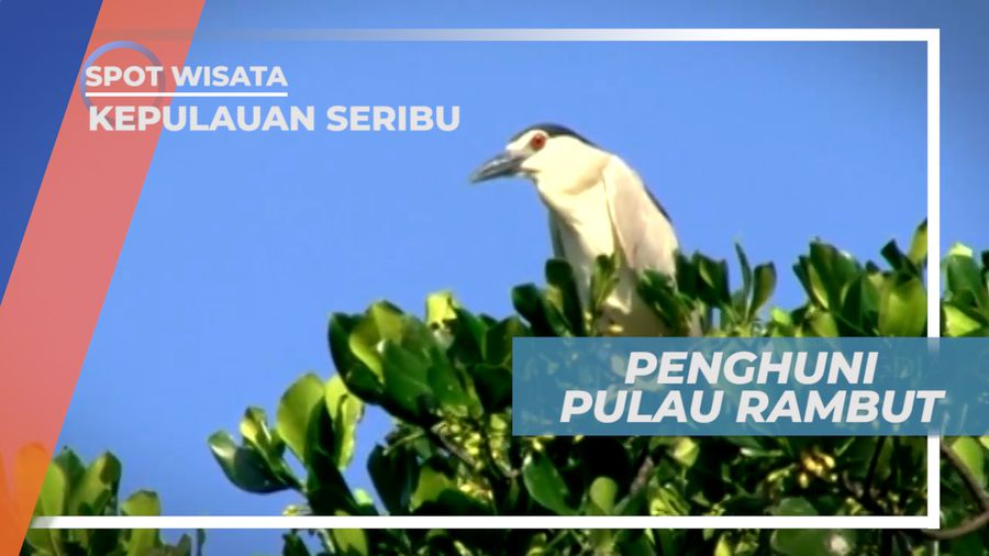 Bangau Bluwuk, Primadona Penghuni Pulau Rambut, Kepulauan Seribu