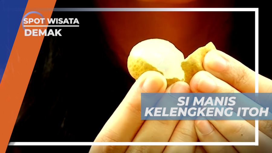 Manis Legit Si Buah Mungil Kelengkeng Itoh, Demak