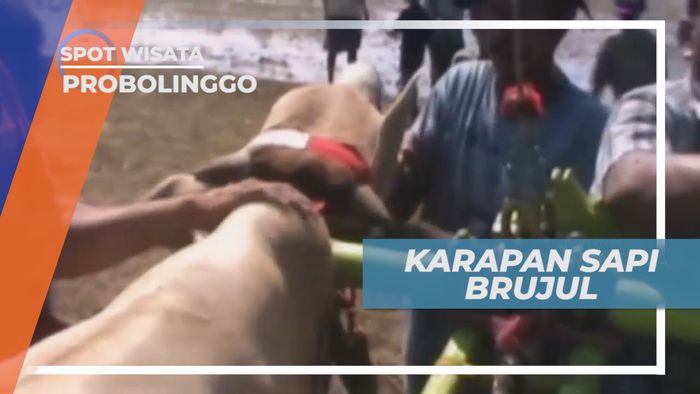 Karapan Sapi Brujul, Tradisi Balapan Sapi di Persawahan Sebelum Masa Tanam, Probolinggo