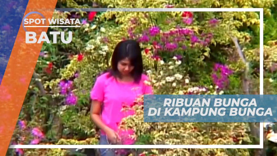 Indahnya Warna-warni Cantik Ribuan Bunga di Desa Sidomulyo, Kota Batu