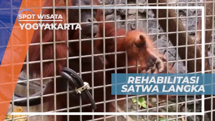 Mengunjungi Pusat Rehablitasi Satwa Liar dan Langka, Yogyakarta