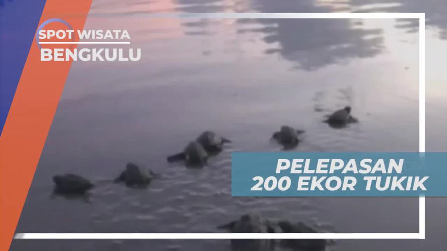 Pelepasan 200 Ekor Tukik di Pantai Panjang Bengkulu