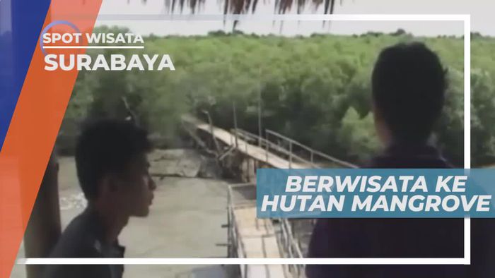 Berwisata ke Hutan Mangrove Surabaya Jawa Timur
