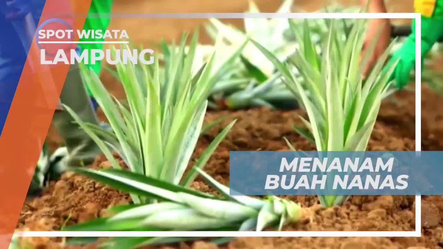 Membersihkan Gulma, Cara Menanam Buah Nanas, Lampung